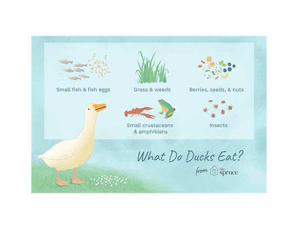 All natural duck food facts