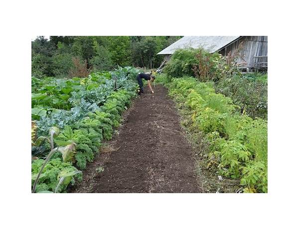 Backyard Farms, musical term