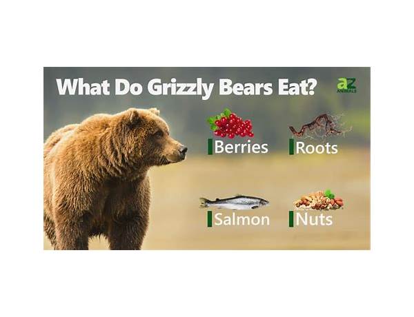 Bear food facts