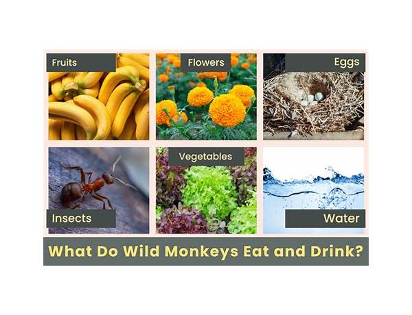 Berry monkey food facts