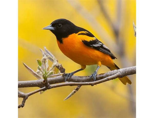 Birds & Beans, musical term