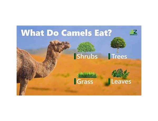 Camel food facts