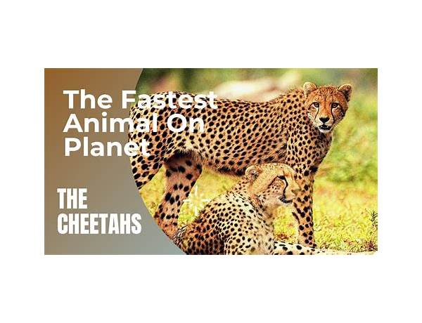 Cheeta food facts