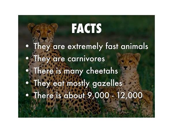Cheeta nutrition facts