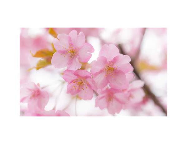 Cherry blossom & lime food facts