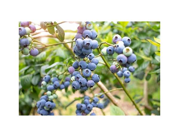 Cultivated blueberry & bermont maple oatmeal food facts