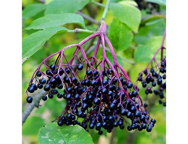 Elderberries & blueberries dark chocolate food facts