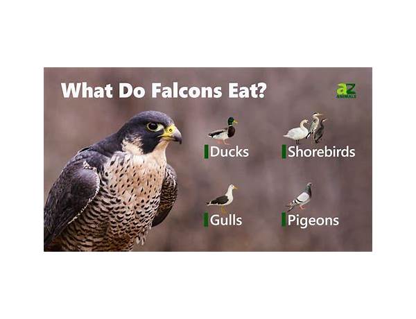 Falcon perfomance food facts