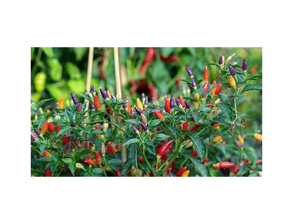 Garden variety chili ingredients