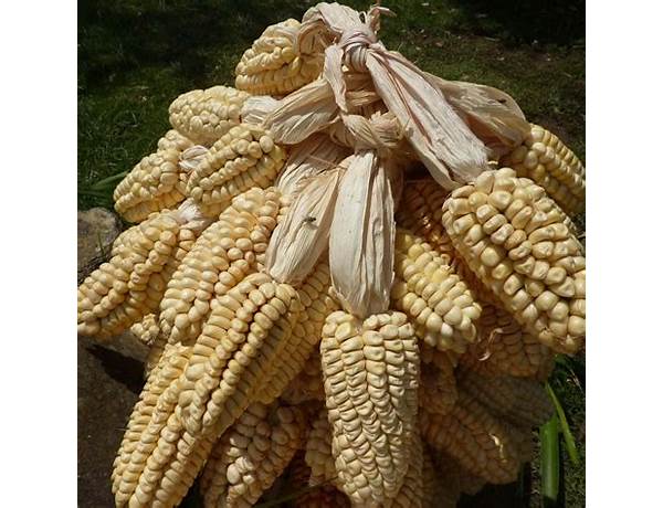 Giant peruvian inca corn food facts