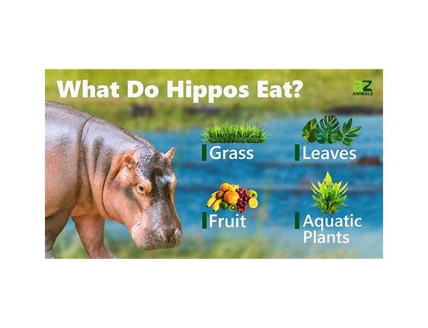 Happy hippo food facts