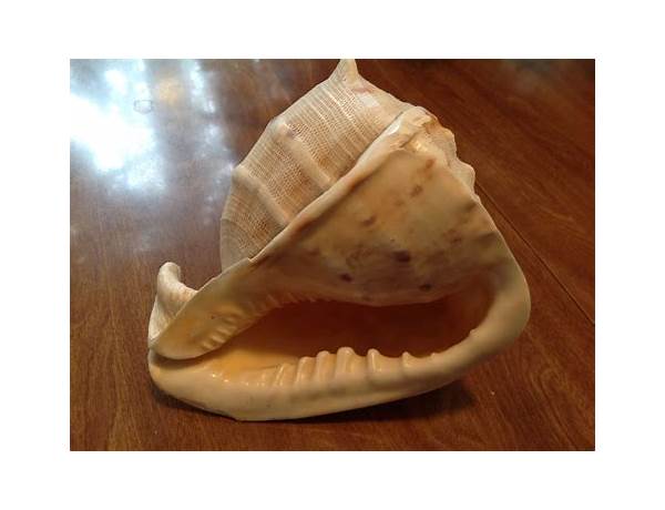 Large shells no. 50 food facts