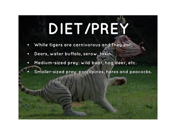 Laughing tiger food facts