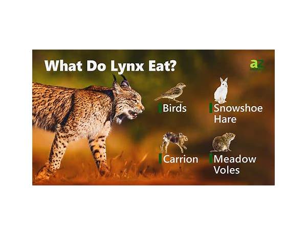 Lynx, musical term