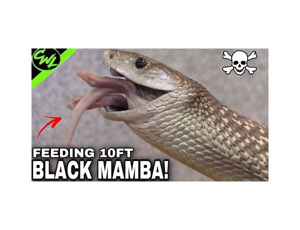 Mamba food facts