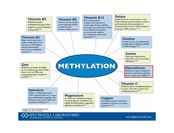 Methylation complete nutrition facts