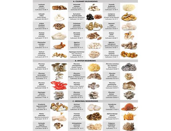 Mushrooms And Their Products, musical term