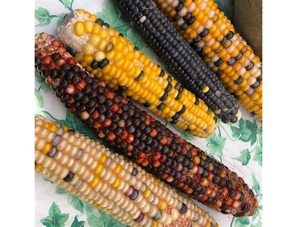 Native american yellow corn food facts