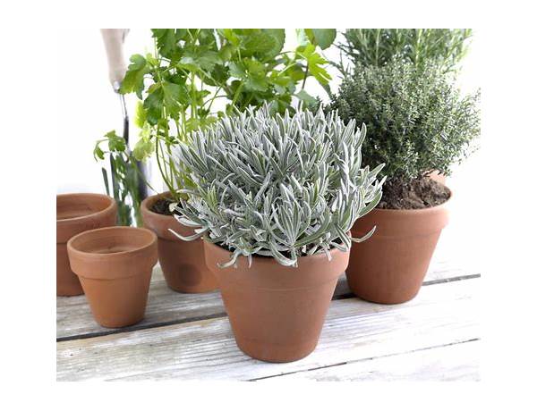 Potted Aromatic Plants, musical term