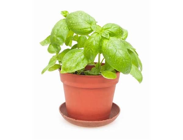 Potted Basil, musical term