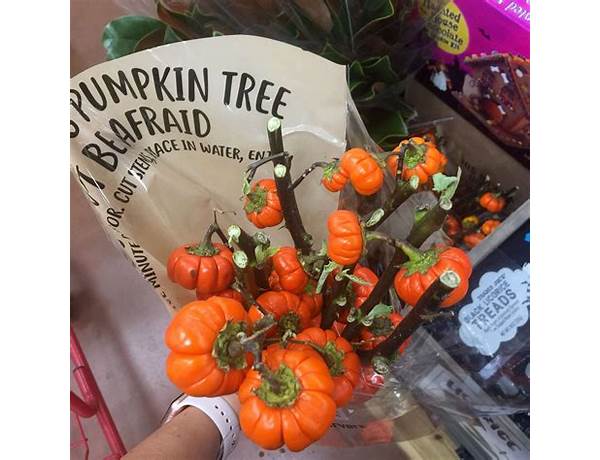 Pumpkin Tree, musical term