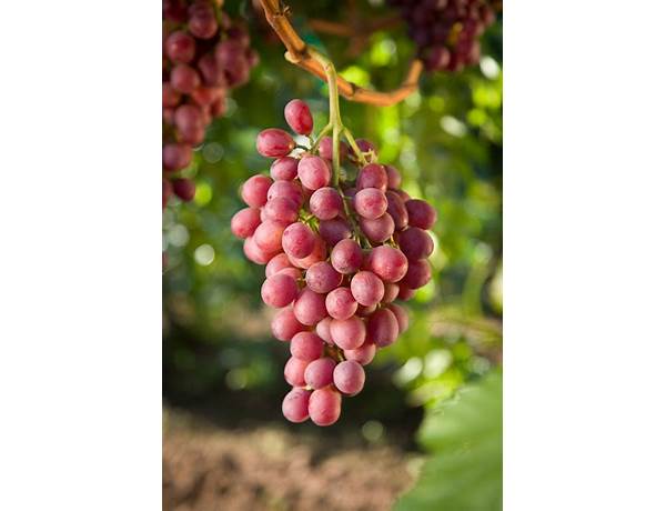 Red seedless table grapes food facts