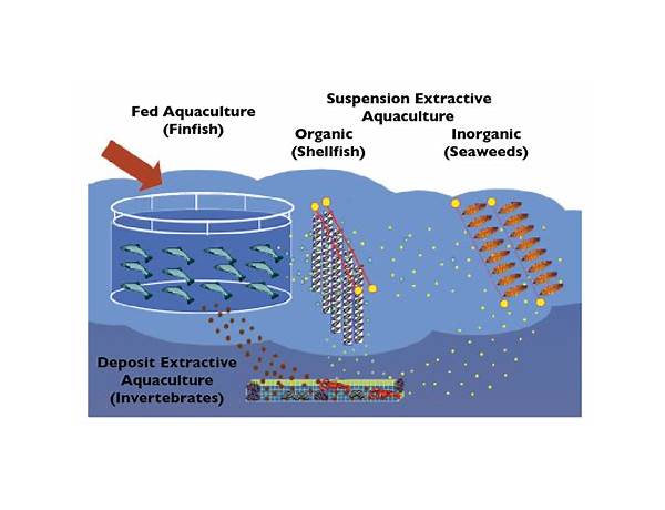 Responsible Aquaculture, musical term