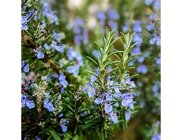 Rosemary & sea salt almond flour crackers food facts