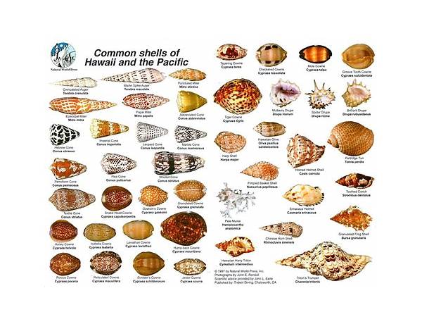 Shells food facts