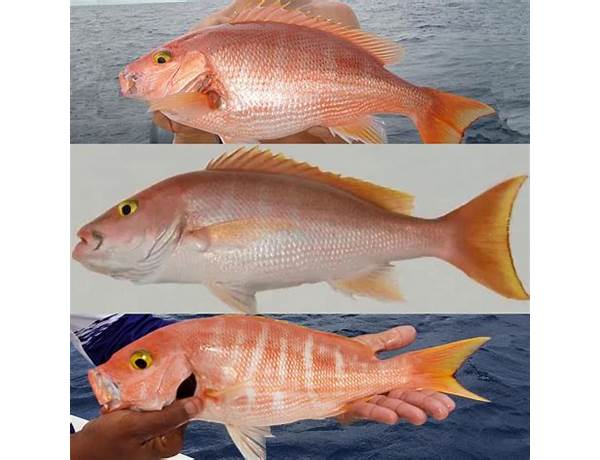 Silk snapper food facts