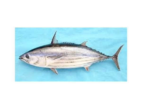 Skipjack wild tuna food facts