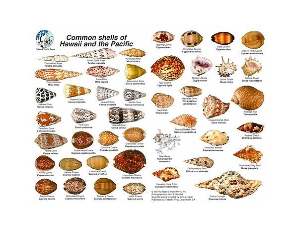 Small shells food facts