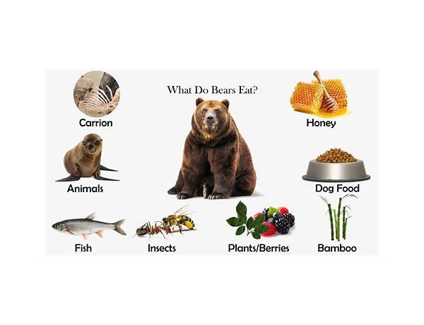 Some honey bear food facts