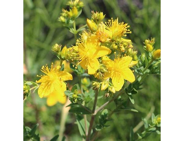 St johns wort food facts