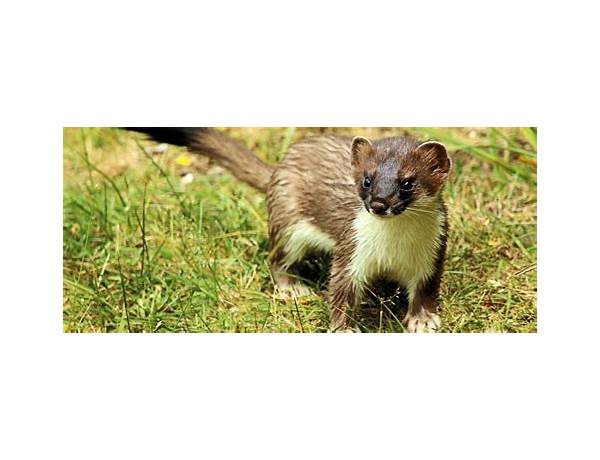 Stoats, musical term