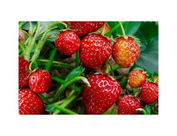 Strawberries & cream food facts