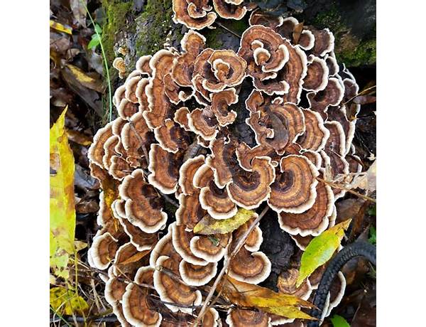 Turkey tail ingredients