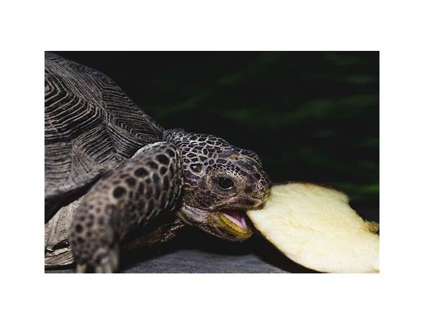 Turtle bites food facts