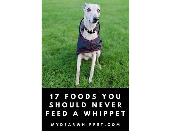 Whippet food facts