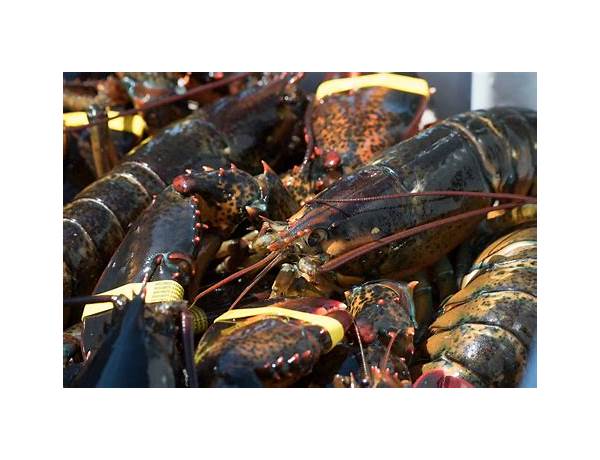 Wild lobster tail food facts